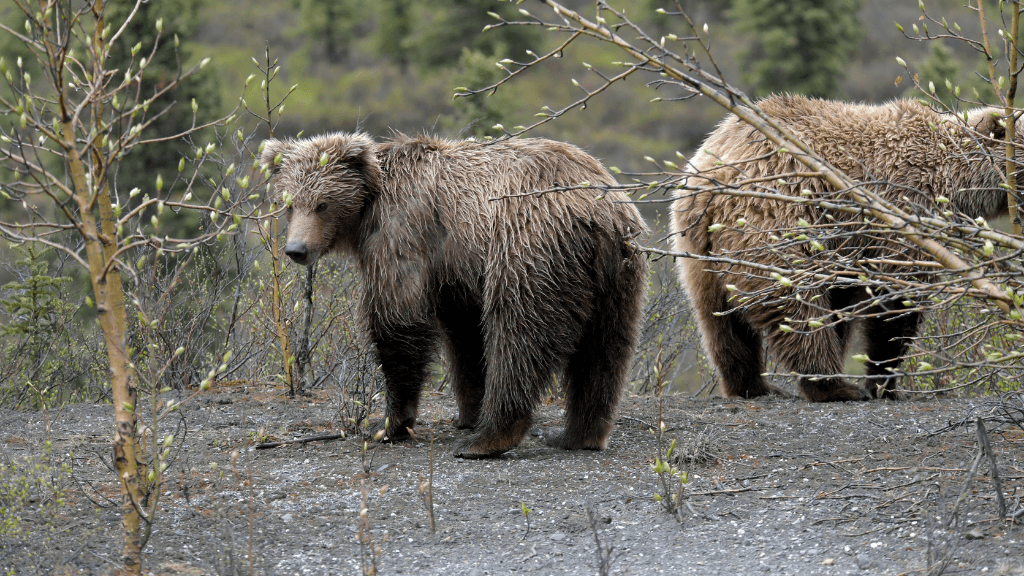 Untamed Alaskan Ridges: 14 - Day Ice Treks, Kayaks & Wild Wonders - Zero Trace Tours