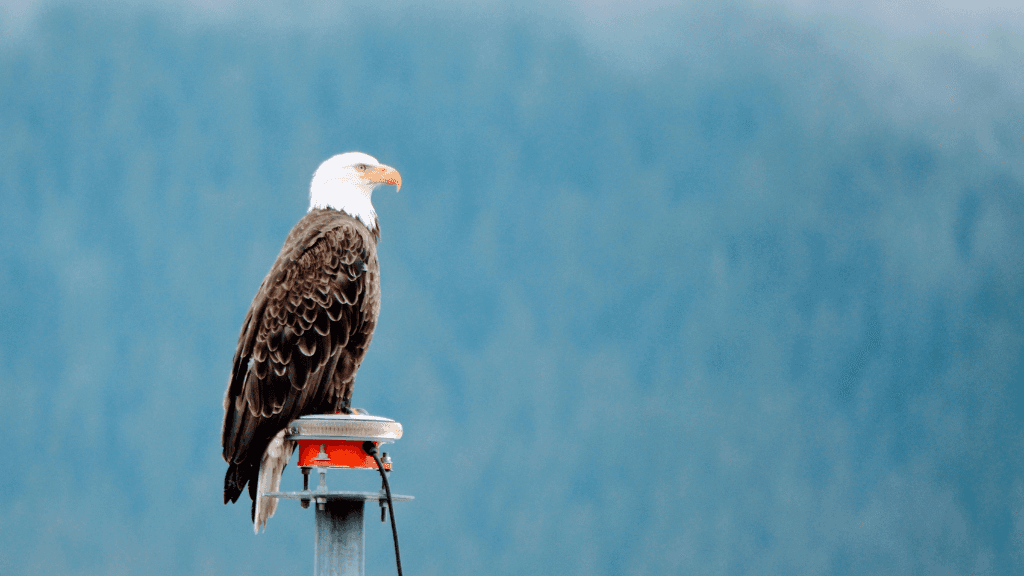 Untamed Alaskan Ridges: 14 - Day Ice Treks, Kayaks & Wild Wonders - Zero Trace Tours