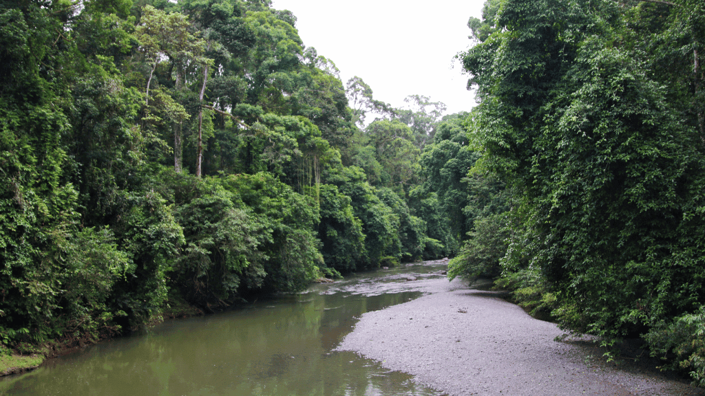 Untamed Borneo: 7 - Day Klotok Rivers & Orangutan Close Encounters - Zero Trace Tours