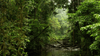 Untamed Borneo: 7 - Day Klotok Rivers & Orangutan Close Encounters - Zero Trace Tours