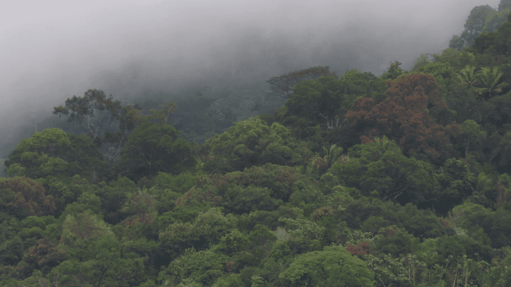 Untamed Borneo: 7 - Day Klotok Rivers & Orangutan Close Encounters - Zero Trace Tours