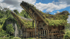 Unveil Sulawesi's Soul: 9 - Day Tana Toraja Culture & Coffee Quest - Zero Trace Tours
