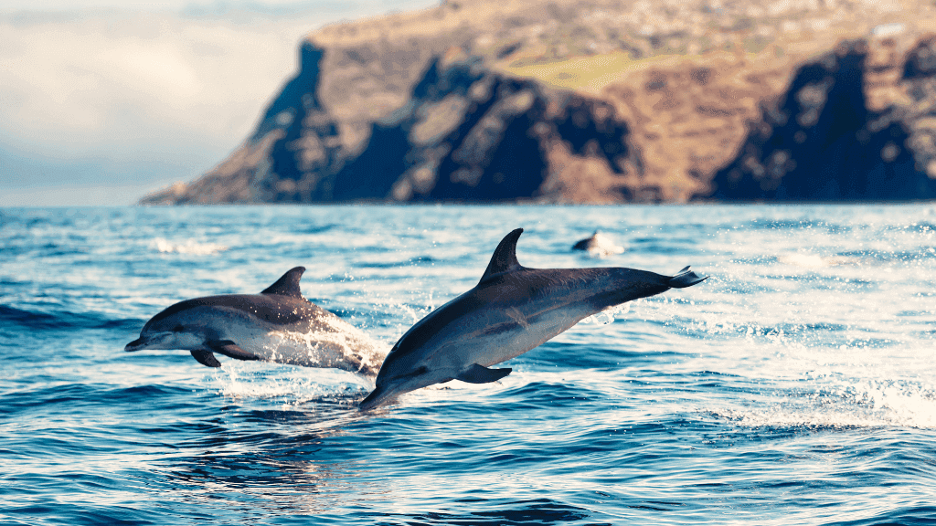 Volcanic Wonders of Madeira: 6 - Day Trail Adventure - Zero Trace Tours