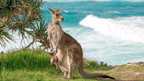 Whitsundays Reef & Rainforest: 7 - 9 Day Brisbane to Cairns Escape - Zero Trace Tours