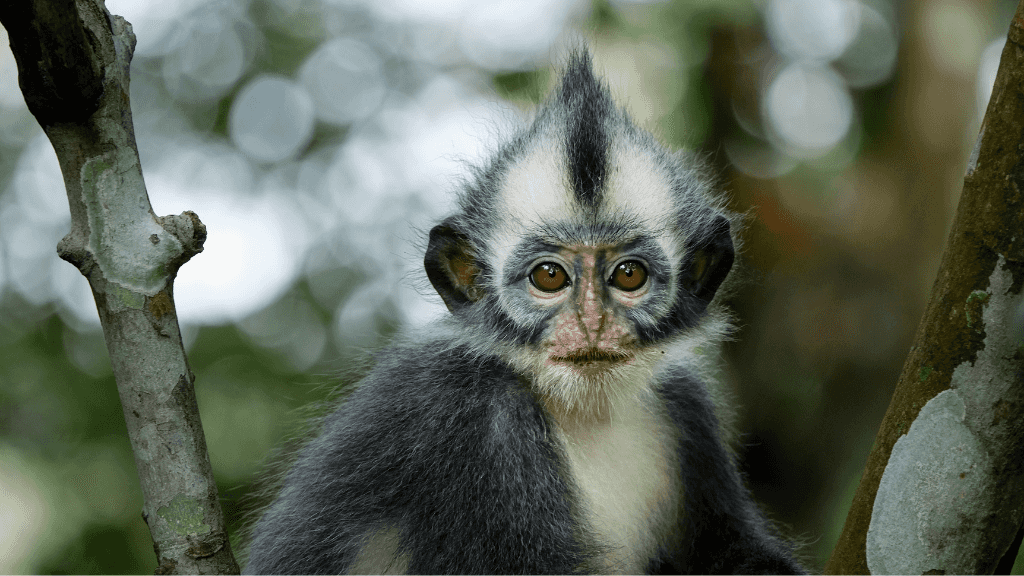 Wild Sumatran Orangutans: 8 - Day Jungle & River Loop Expedition - Zero Trace Tours