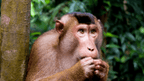 Wild Sumatran Orangutans: 8 - Day Jungle & River Loop Expedition - Zero Trace Tours