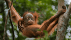 Wild Sumatran Orangutans: 8 - Day Jungle & River Loop Expedition - Zero Trace Tours