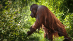 Wild Sumatran Orangutans: 8 - Day Jungle & River Loop Expedition - Zero Trace Tours