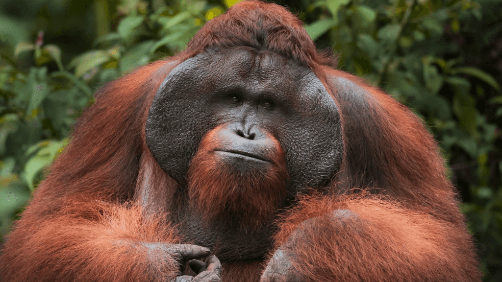 Wild Sumatran Orangutans: 8 - Day Jungle & River Loop Expedition - Zero Trace Tours