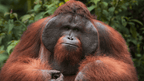 Wild Sumatran Orangutans: 8 - Day Jungle & River Loop Expedition - Zero Trace Tours